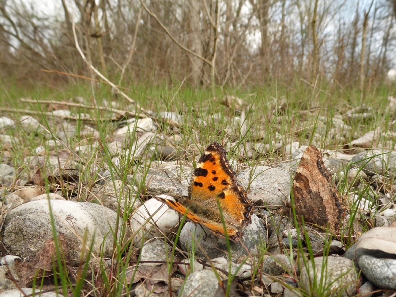 Parco del Ticino 7.4.13